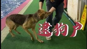 娱乐吃瓜酱柯基,柯基萌宠“娱乐吃瓜酱”的趣味生活大盘点